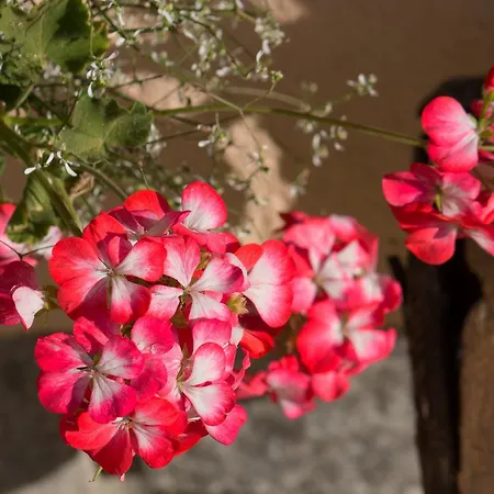 Aparthotel Lo Scoiattolo La Magdeleine
